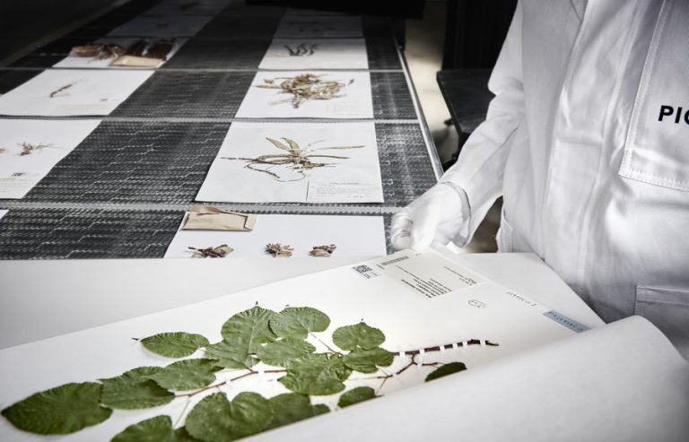 herbarium