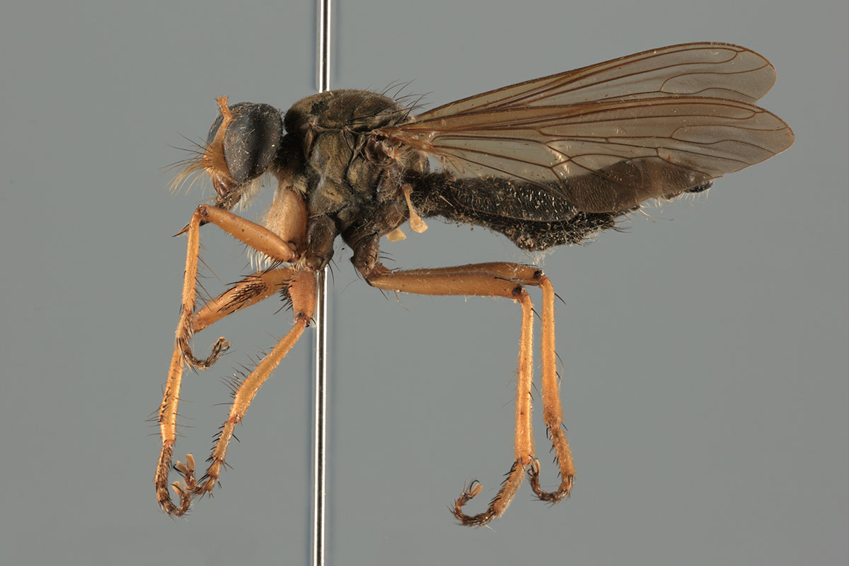 Picturae mass digitization collection entomology insect